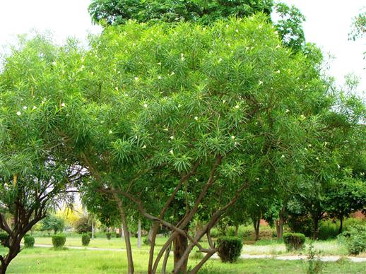 Cascabela thevetia